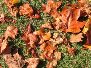 Autumn leaves in Berry