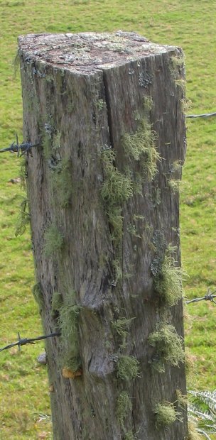 Hair lichen near Kangaroo Valley