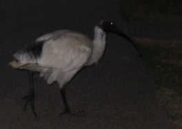 Ibis at dawn