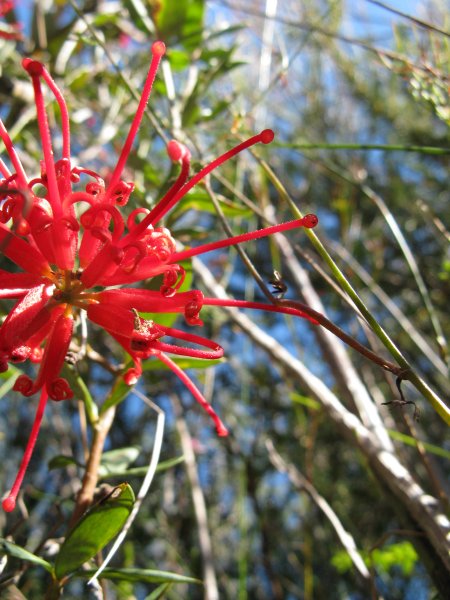Sydney winter flora