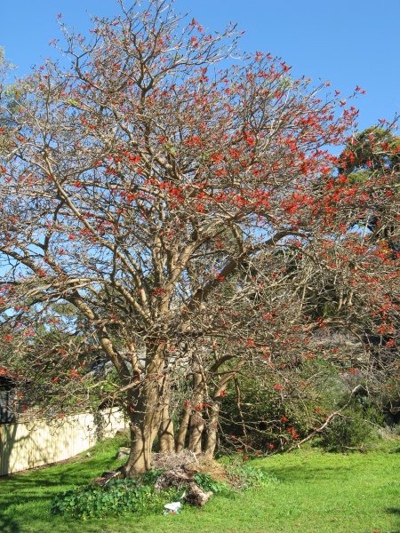 Can you identify this red-flowered tree?