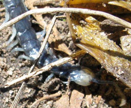 Centipedes and slugs in Sydney Centipedes and slugs in Sydney