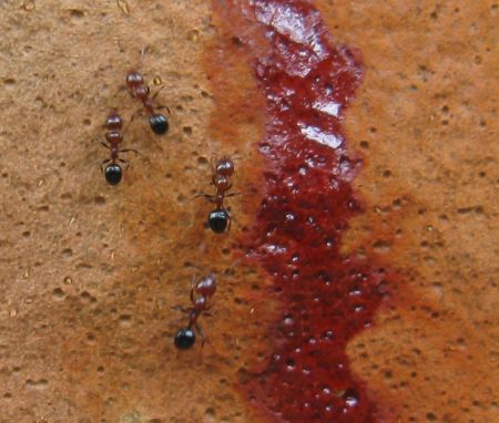 Insects and other low life in Sydney