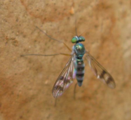 Insects and other low life in Sydney