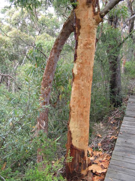Insects and other low life in Sydney