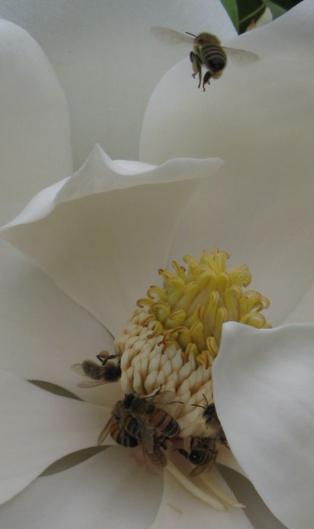 Insects and other low life in Sydney