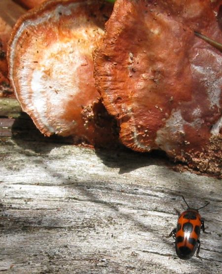 Insects and other low life in Sydney