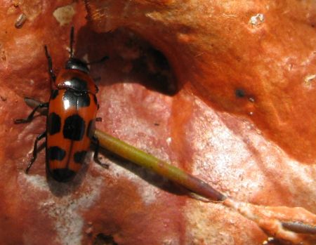 Insects and other low life in Sydney