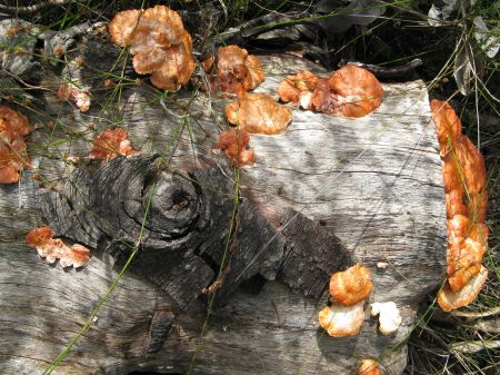 Insects and other low life in Sydney