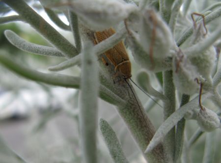 Insects and other low life in Sydney