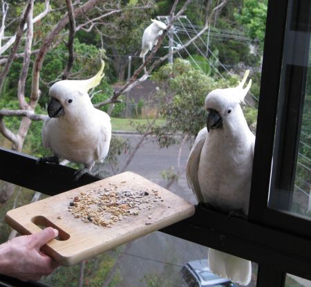 Cockatoos in Sydney Cockatoos in Sydney