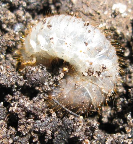 Insects and other low life in Sydney