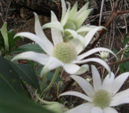 Do snakes have legs? Do snakes have legs?