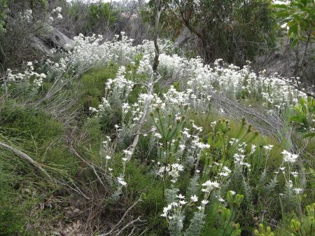 Do snakes have legs? Do snakes have legs?