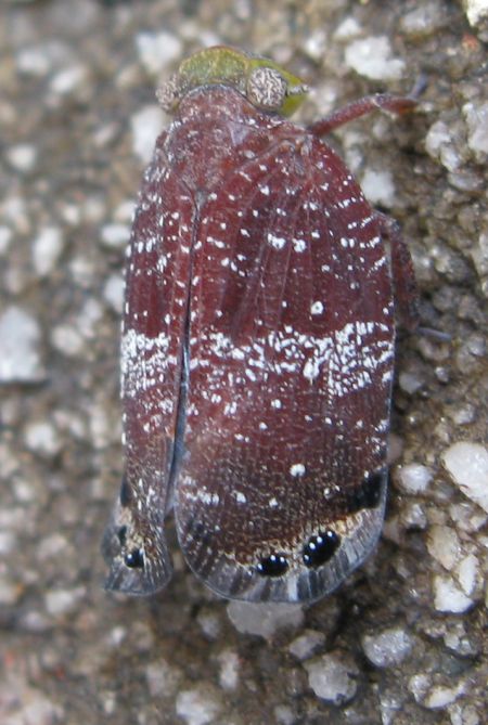 Insects and other low life in Sydney