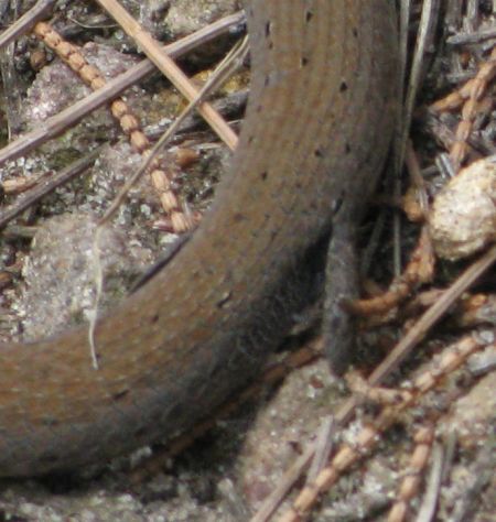 Do snakes have legs? Do snakes have legs?