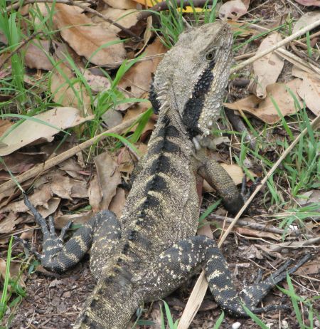 Do snakes have legs? Do snakes have legs?