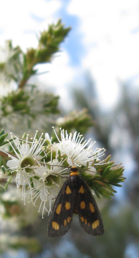 Insects and other low life in Sydney