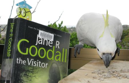 Cockatoos in Sydney Cockatoos in Sydney