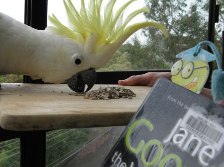 Cockatoos in Sydney Cockatoos in Sydney