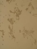 Fraser Island - it's all about sand