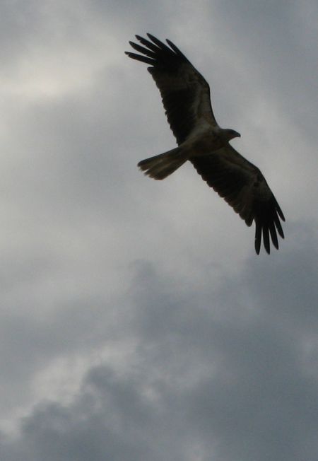 Dingoes, turtles and other creatures on Fraser Island