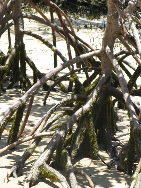 Fraser Island - prehistoric beauty