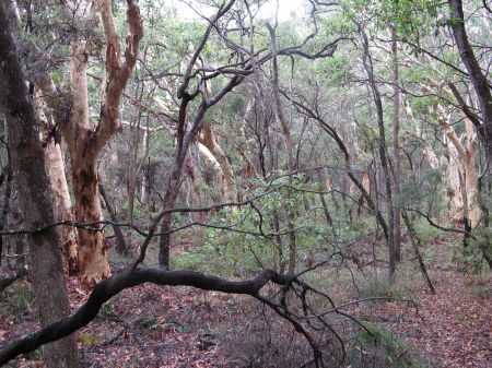 Fraser Island - prehistoric beauty