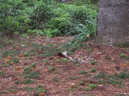 Deadly pine cones and other dangers on Fraser Island