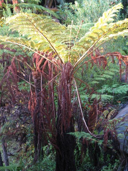 Shelly Beach in Manly