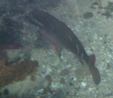 Shelly Beach in Manly