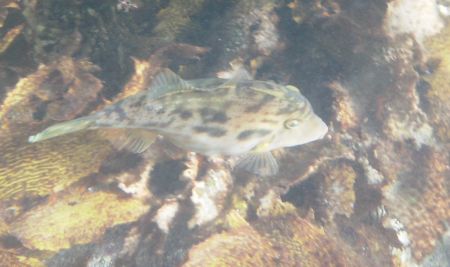 Shelly Beach in Manly