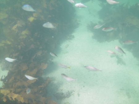 Shelly Beach in Manly