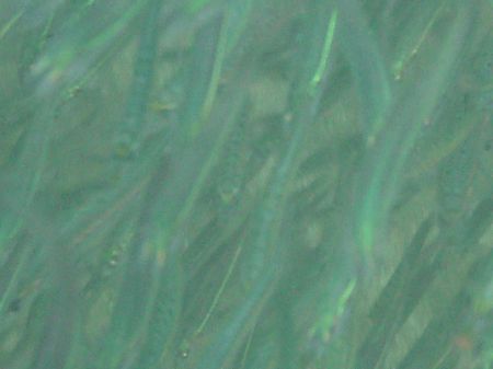 Shelly Beach in Manly