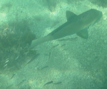 Shelly Beach in Manly