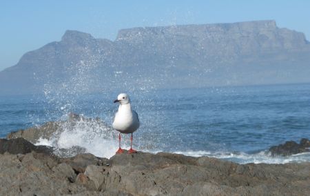 Bloubergstrand in Cape Town