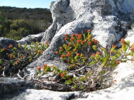 On top of Table Mountain On top of Table Mountain