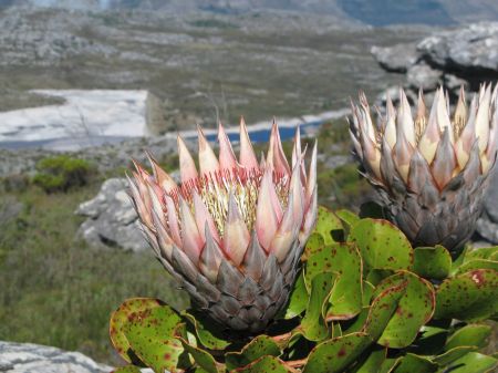 On top of Table Mountain On top of Table Mountain