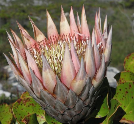 On top of Table Mountain On top of Table Mountain