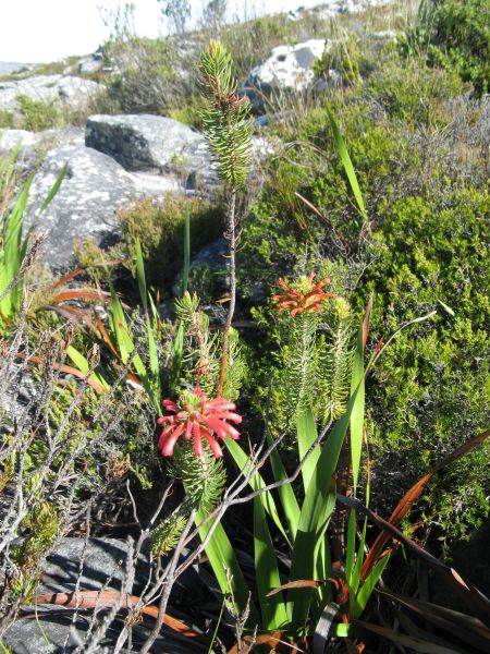 On top of Table Mountain On top of Table Mountain