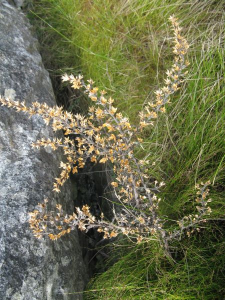 On top of Table Mountain On top of Table Mountain