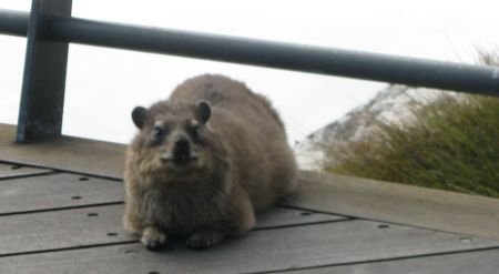 TableMountain-6May2009 068-Dassie On top of Table Mountain