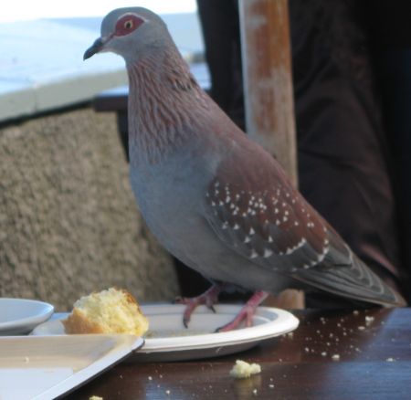 On top of Table Mountain On top of Table Mountain