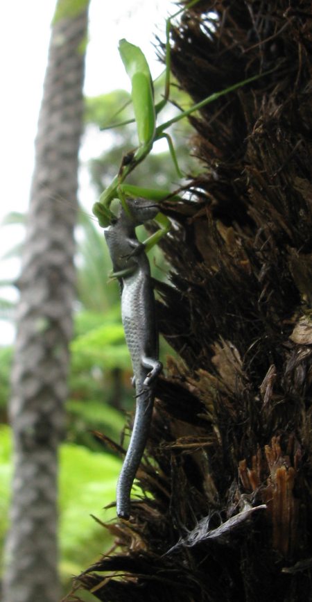 A praying mantis eating a lizard