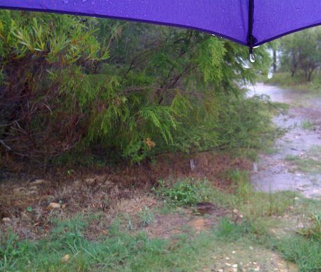 Bush-walking in the rain Bush-walking in the rain