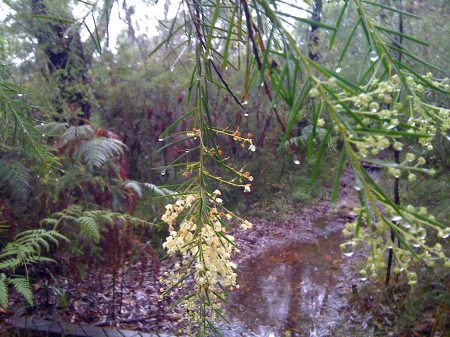 Bush-walking in the rain Bush-walking in the rain