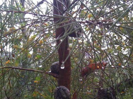 Bush-walking in the rain Bush-walking in the rain