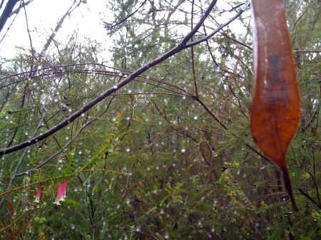 Bush-walking in the rain Bush-walking in the rain
