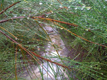 Bush-walking in the rain Bush-walking in the rain