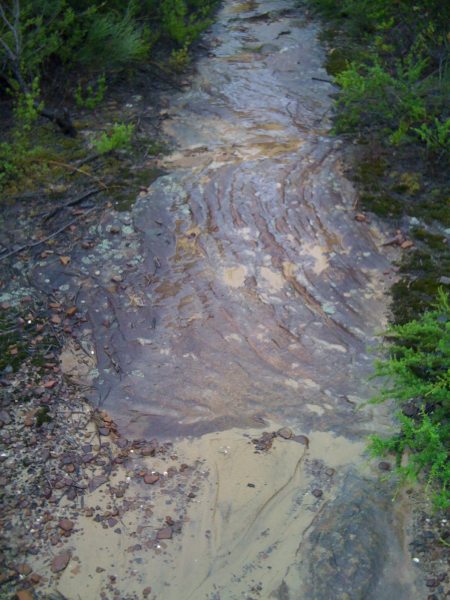 Bush-walking in the rain Bush-walking in the rain
